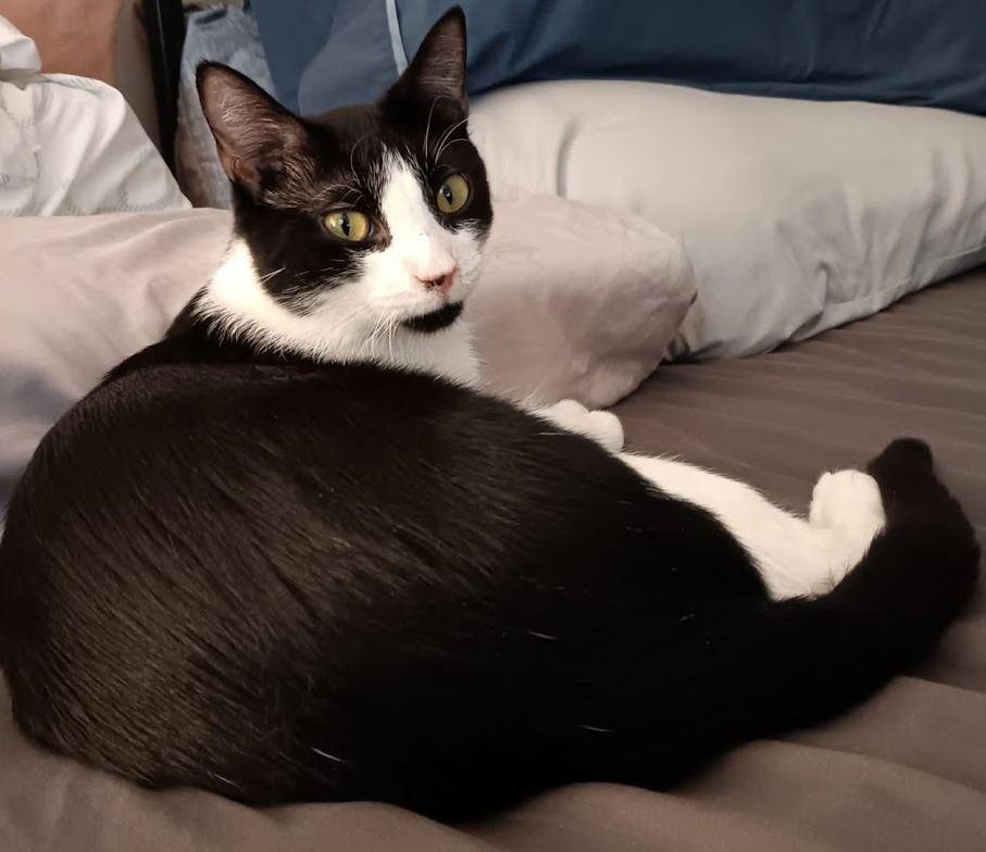 Enlarge Copy, a Adoptable Domestic Short Hair in Hudson, NH image 4/6