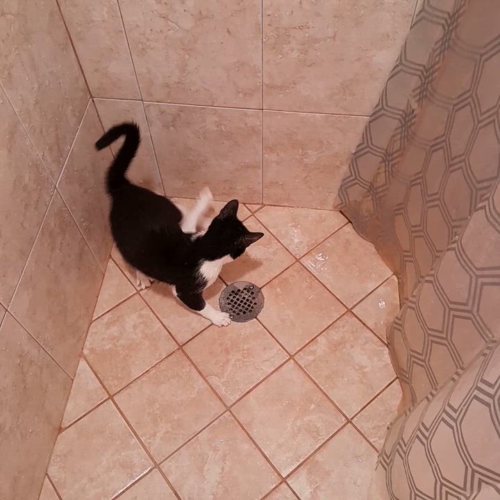 Enlarge Copy, a Adoptable Domestic Short Hair in Hudson, NH video 5/6