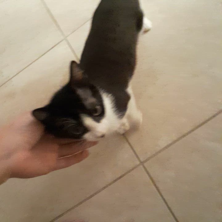 Enlarge Copy, a Adoptable Domestic Short Hair in Hudson, NH video 6/6