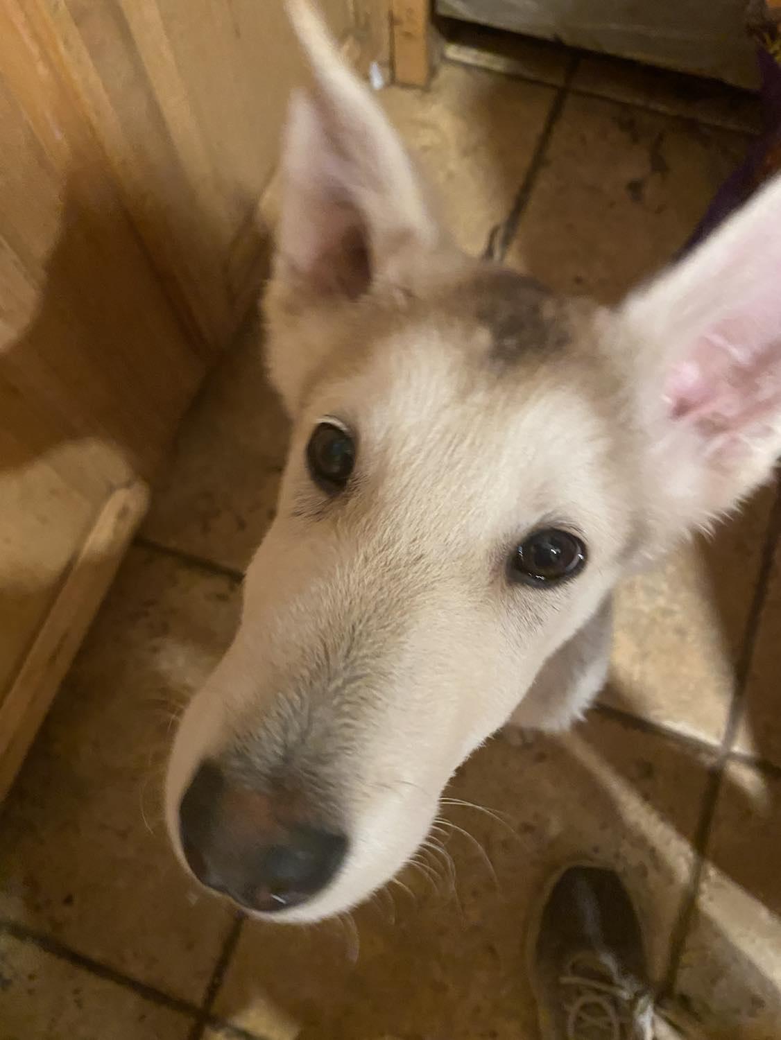 Noah, Adopted, Puppy Male German Shepherd Dog.