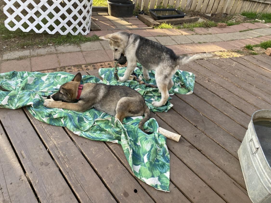 Enlarge Noah, a Adopted German Shepherd Dog in Columbus, OH image 6/6
