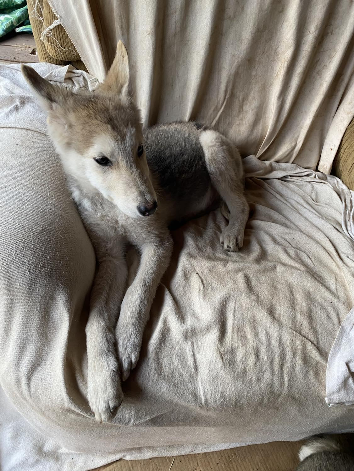 Enlarge Noah, a Adopted German Shepherd Dog in Columbus, OH image 3/6