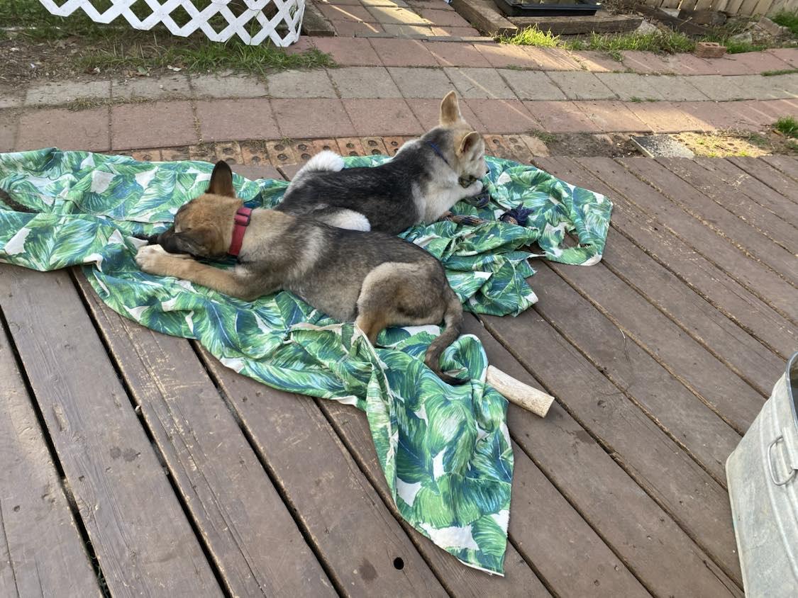 Enlarge Noah, a Adopted German Shepherd Dog in Columbus, OH image 5/6