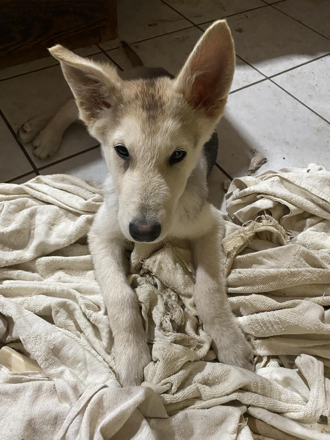 Enlarge Noah, a Adopted German Shepherd Dog in Columbus, OH image 2/6