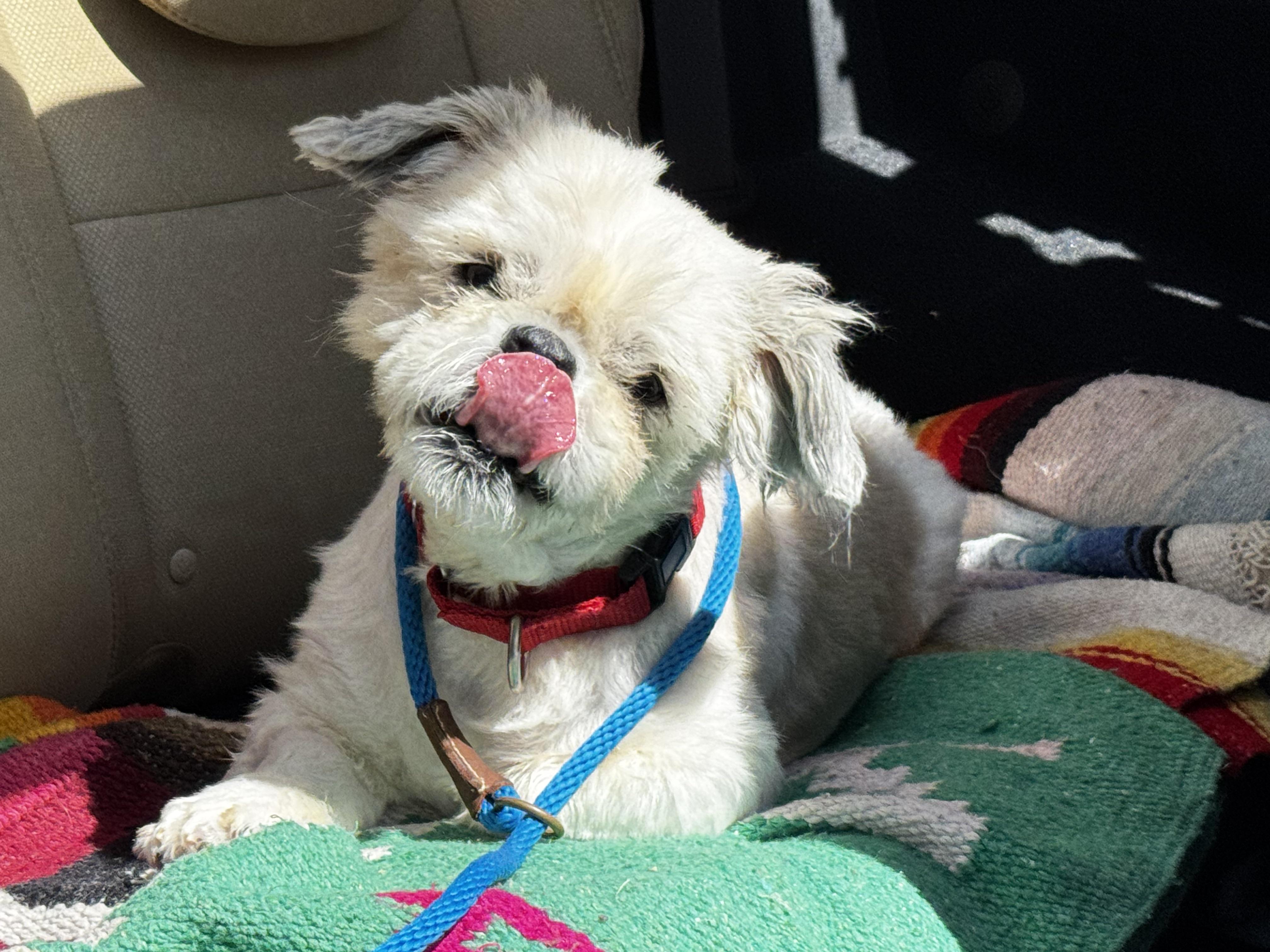 Urgent! Help little Teddy!!!