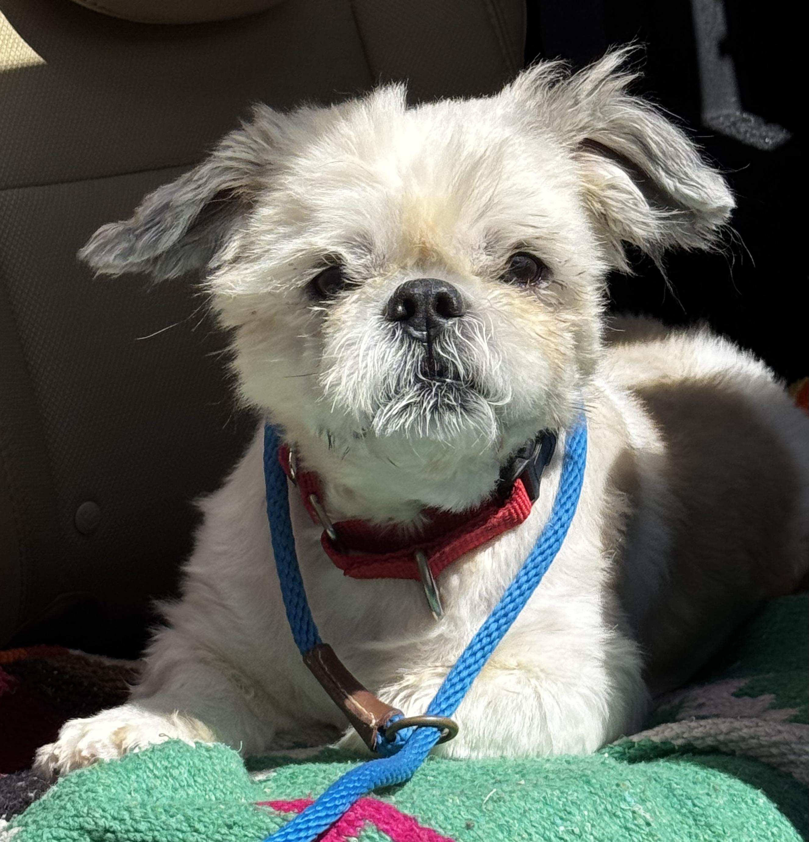 Urgent! Help little Teddy!!!