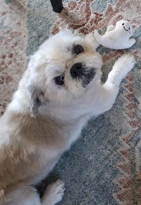 Urgent! Help little Teddy!!!