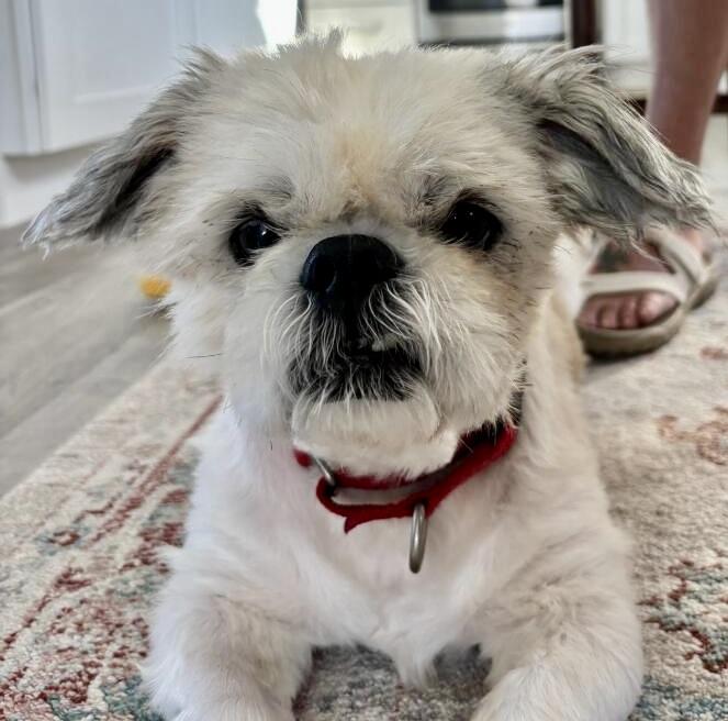 Urgent! Help little Teddy!!!
