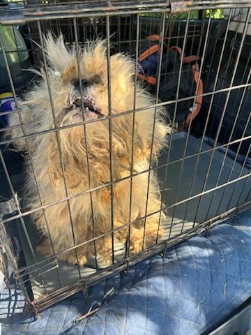 Urgent! Help little Teddy!!!