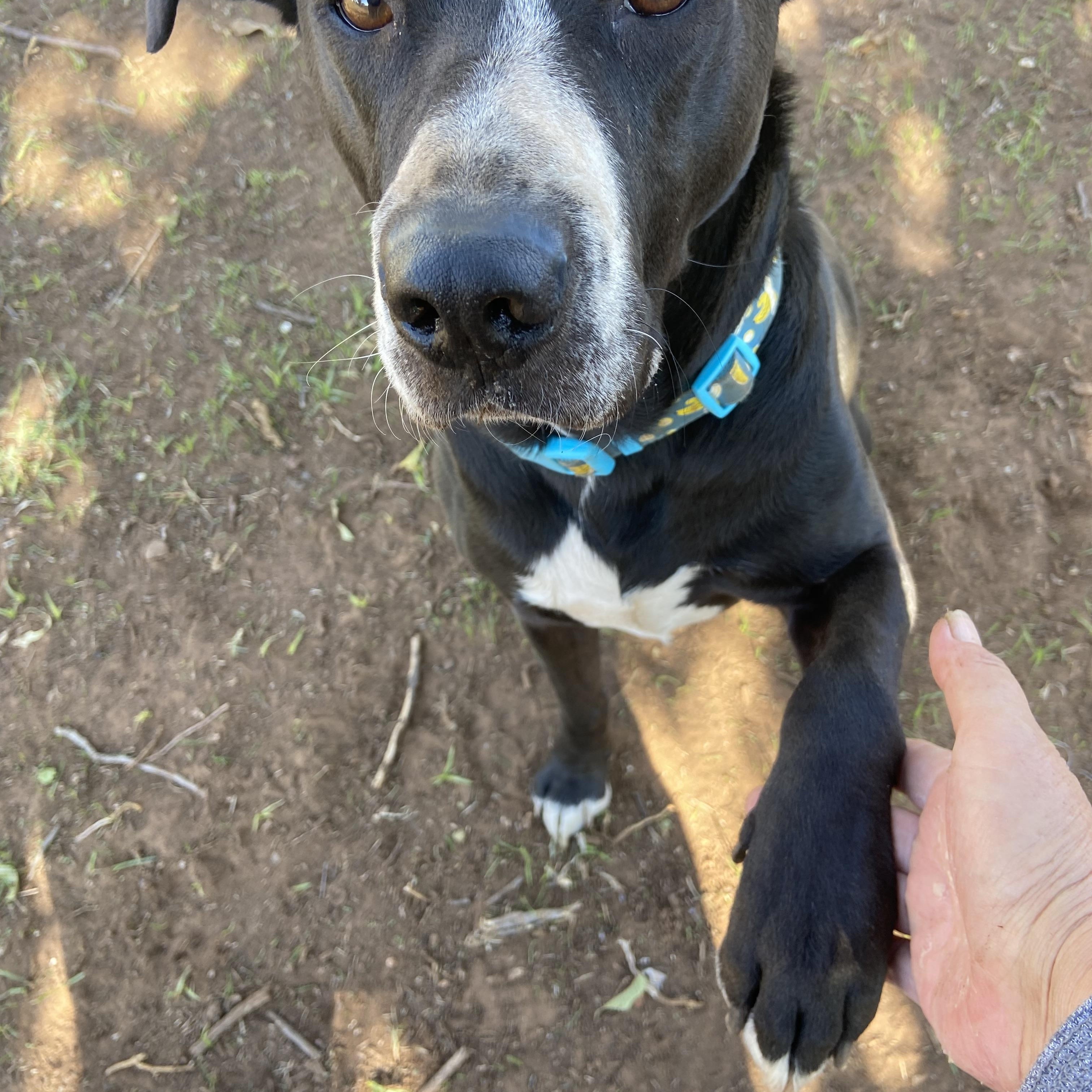 Kinzo, Adoptable, Adult Male Labrador Retriever.
