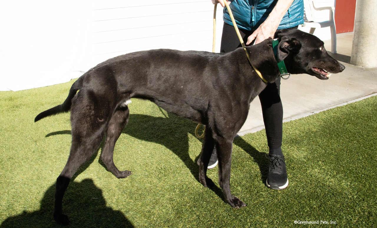Enlarge Jimmy, a Adoptable Greyhound in Woodinville, WA image 1/2