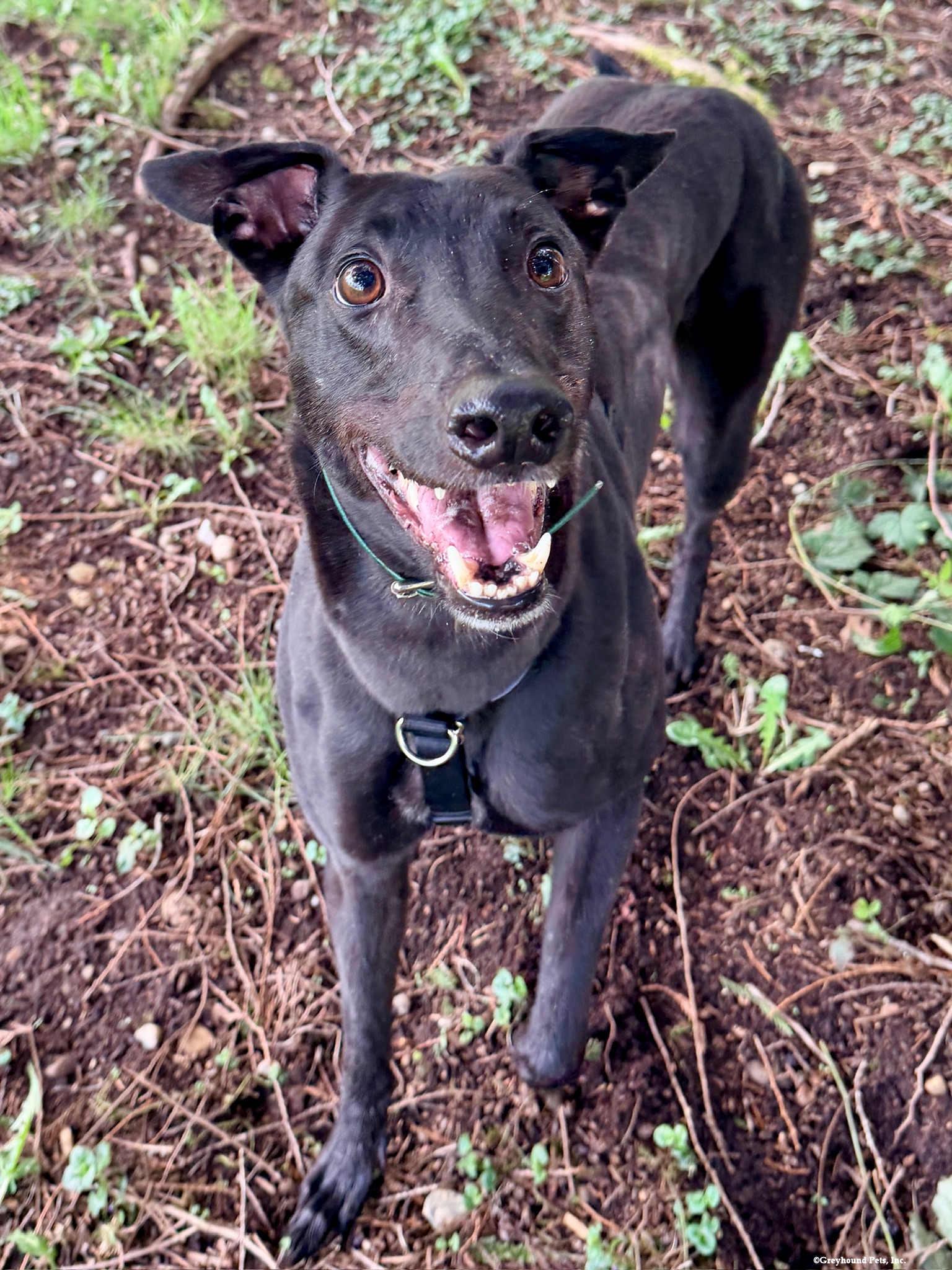 Jimmy, Adoptable, Adult Male Greyhound.