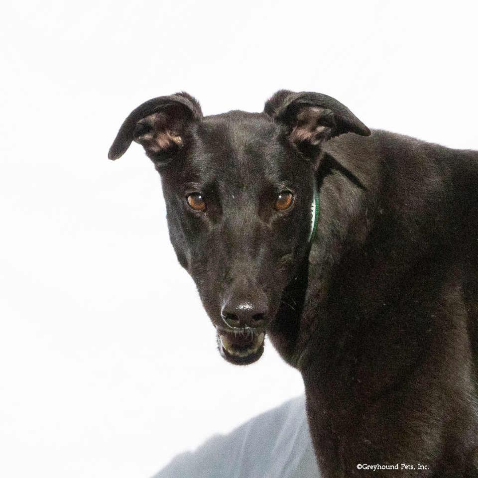 Enlarge Jimmy, a Adoptable Greyhound in Woodinville, WA image 2/2