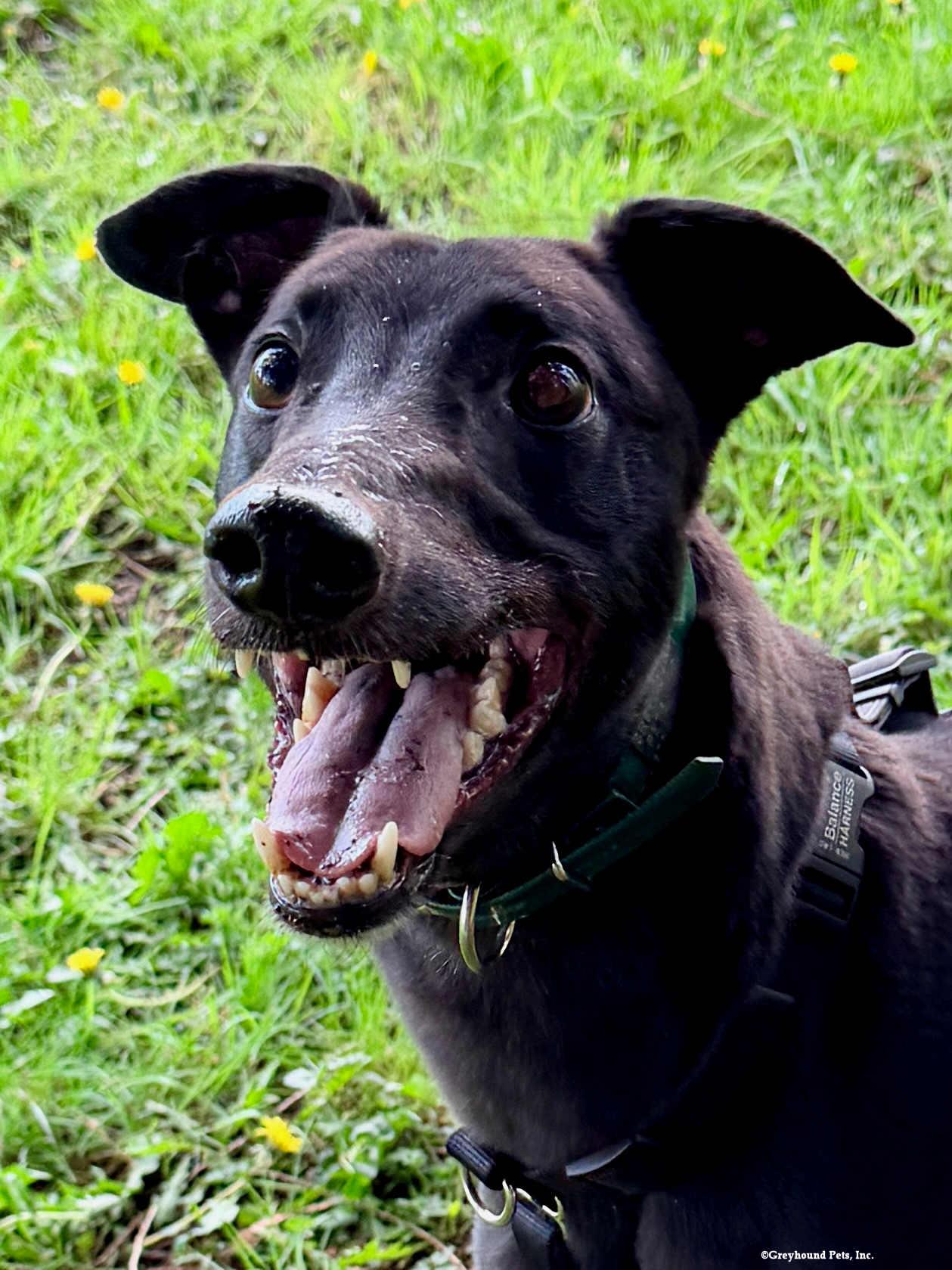 Enlarge Jimmy, a Adoptable Greyhound in Woodinville, WA image 3/3