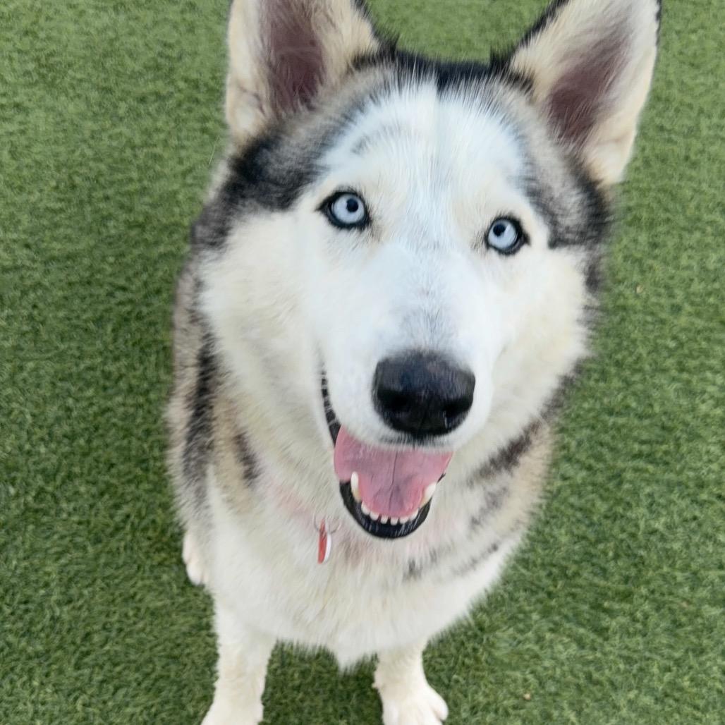 Silvia A2079417, Adoptable, Adult Female Husky & Mixed Breed.