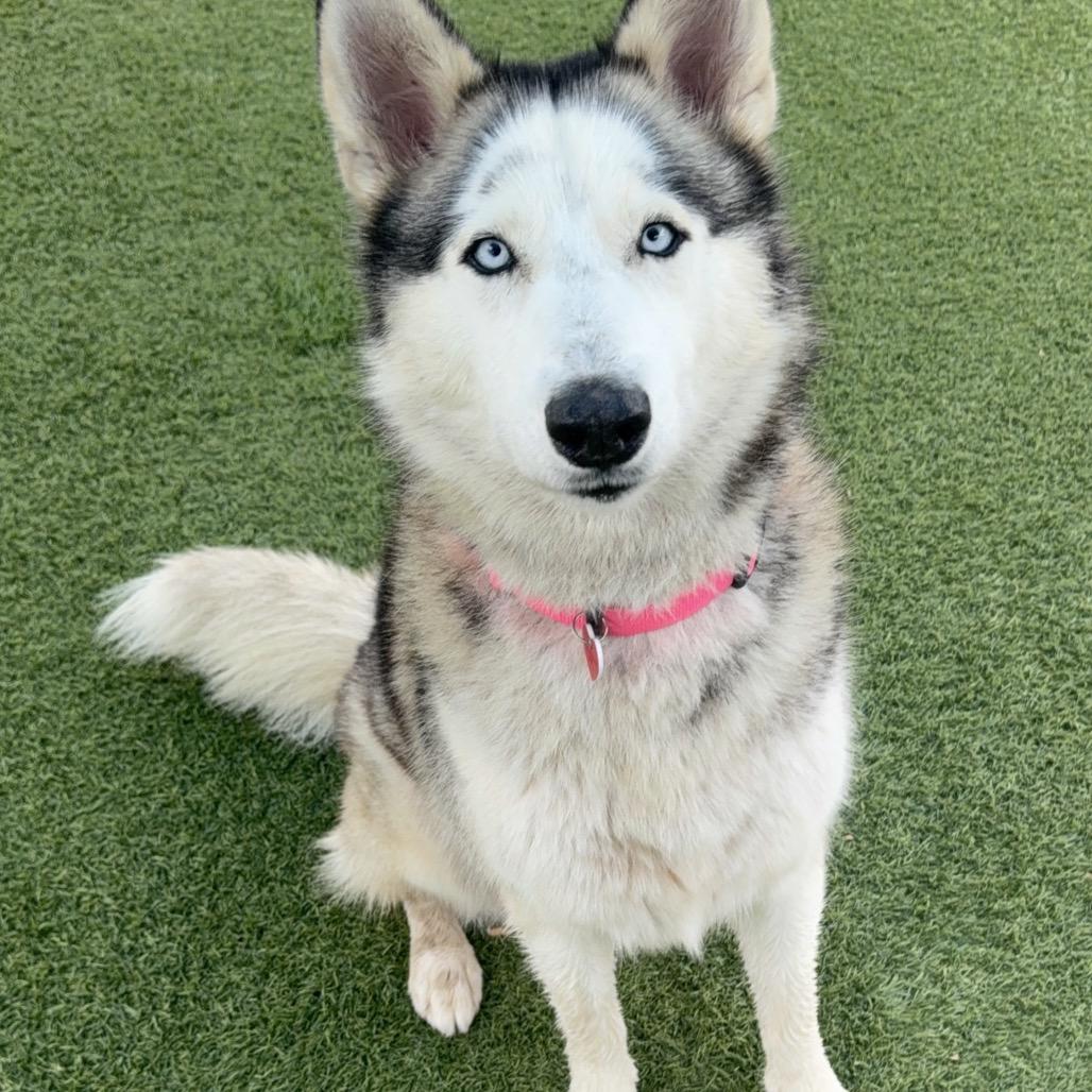 Silvia A2079417, a Adoptable mixed breed in Mission Hills, CA image 2/5