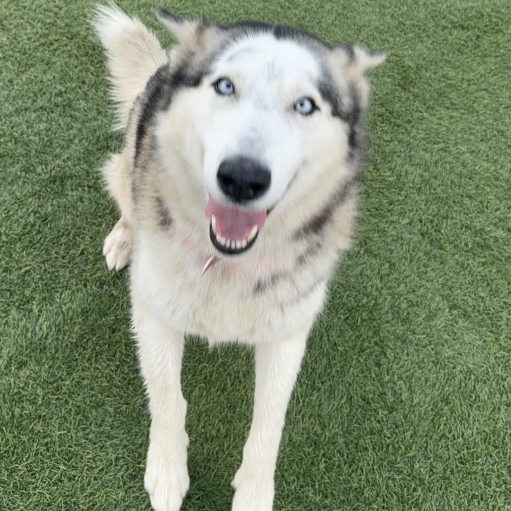 Silvia A2079417, a Adoptable mixed breed in Mission Hills, CA image 3/5