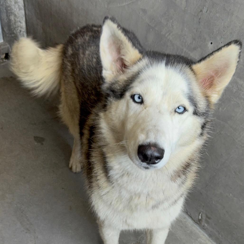 Silvia A2079417, a Adoptable mixed breed in Mission Hills, CA image 4/5