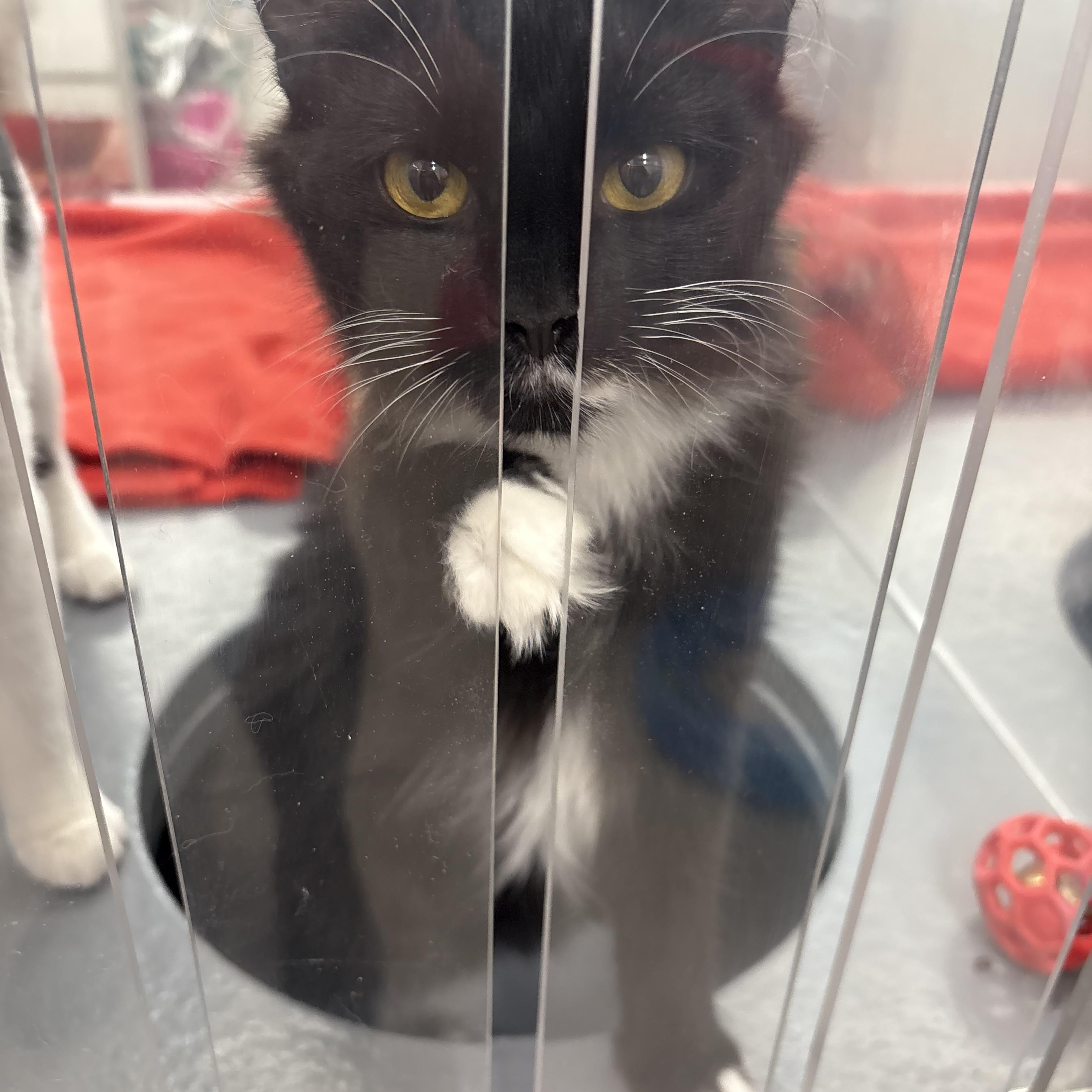 Aria, Adoptable, Young Female Domestic Long Hair.