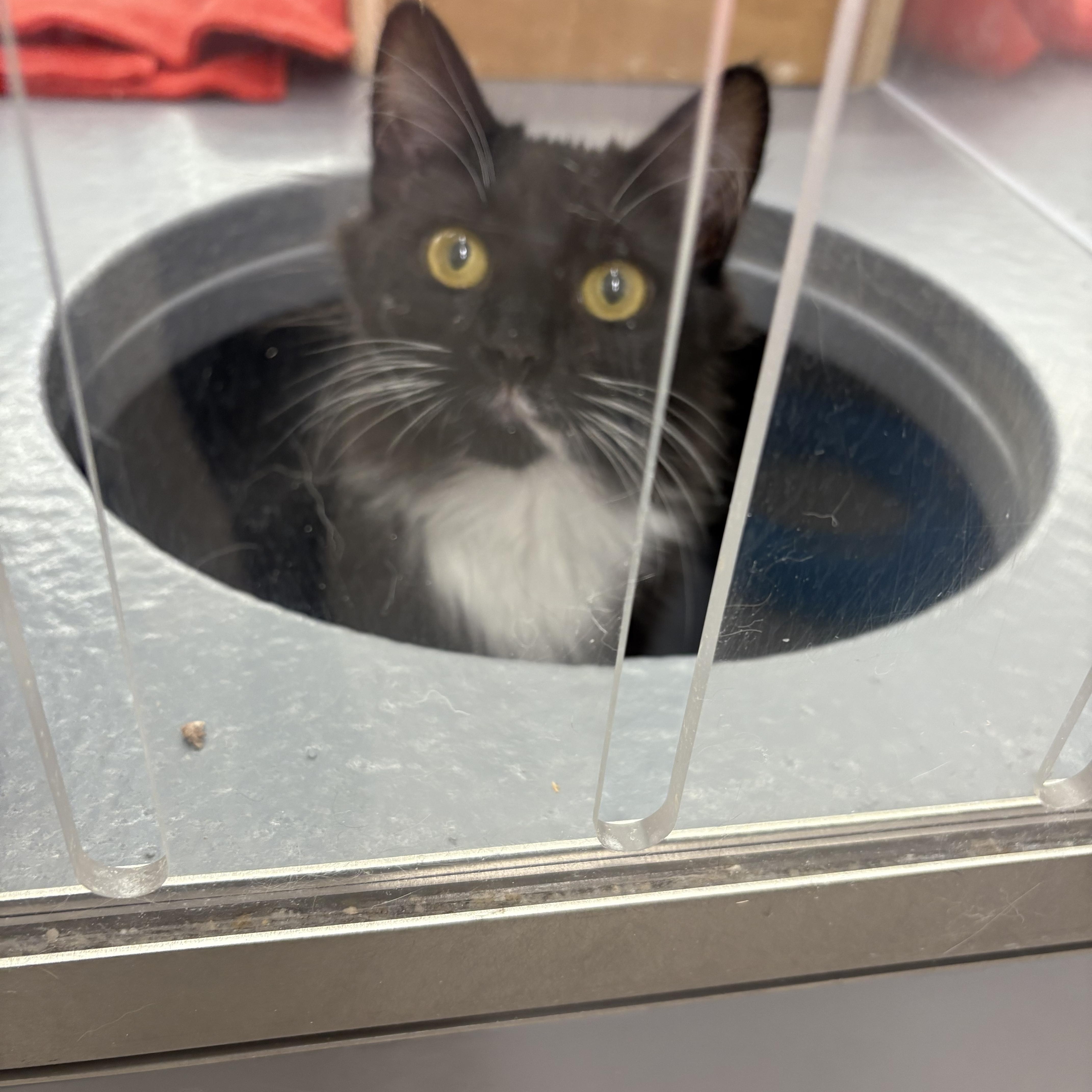 Enlarge Aria, a Adoptable Domestic Long Hair in Fredericton, NB image 2/6