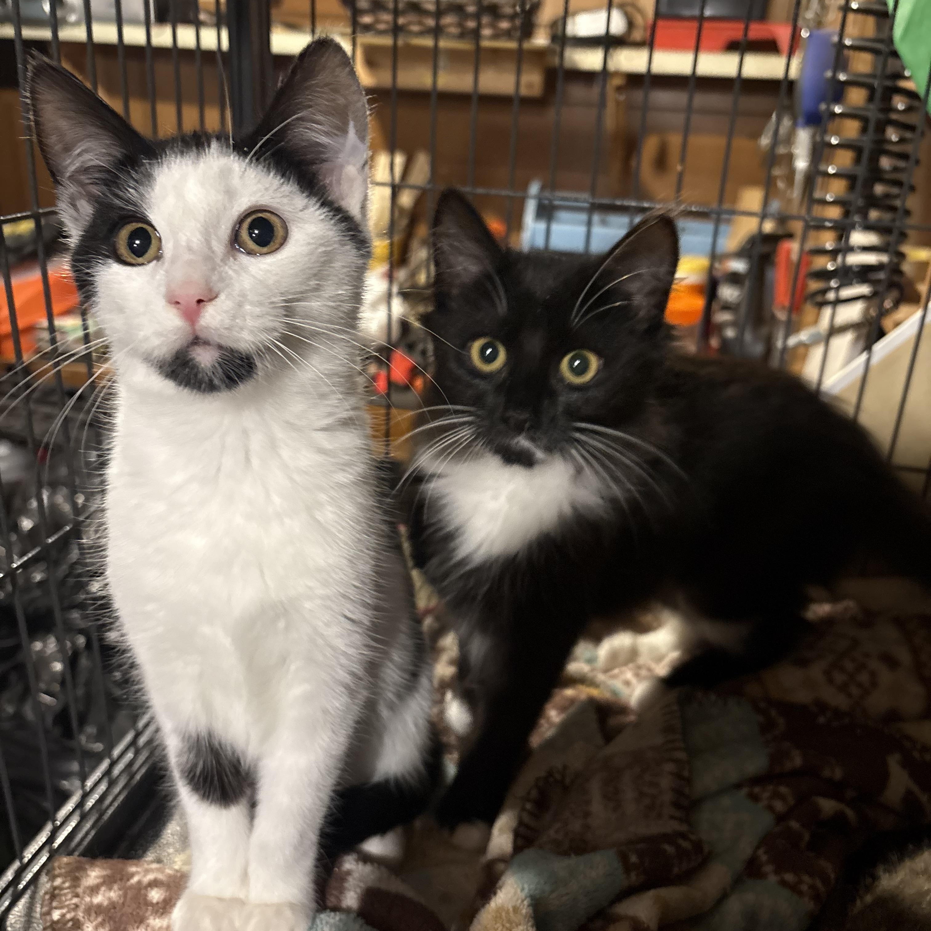 Enlarge Aria, a Adoptable Domestic Long Hair in Fredericton, NB image 6/6