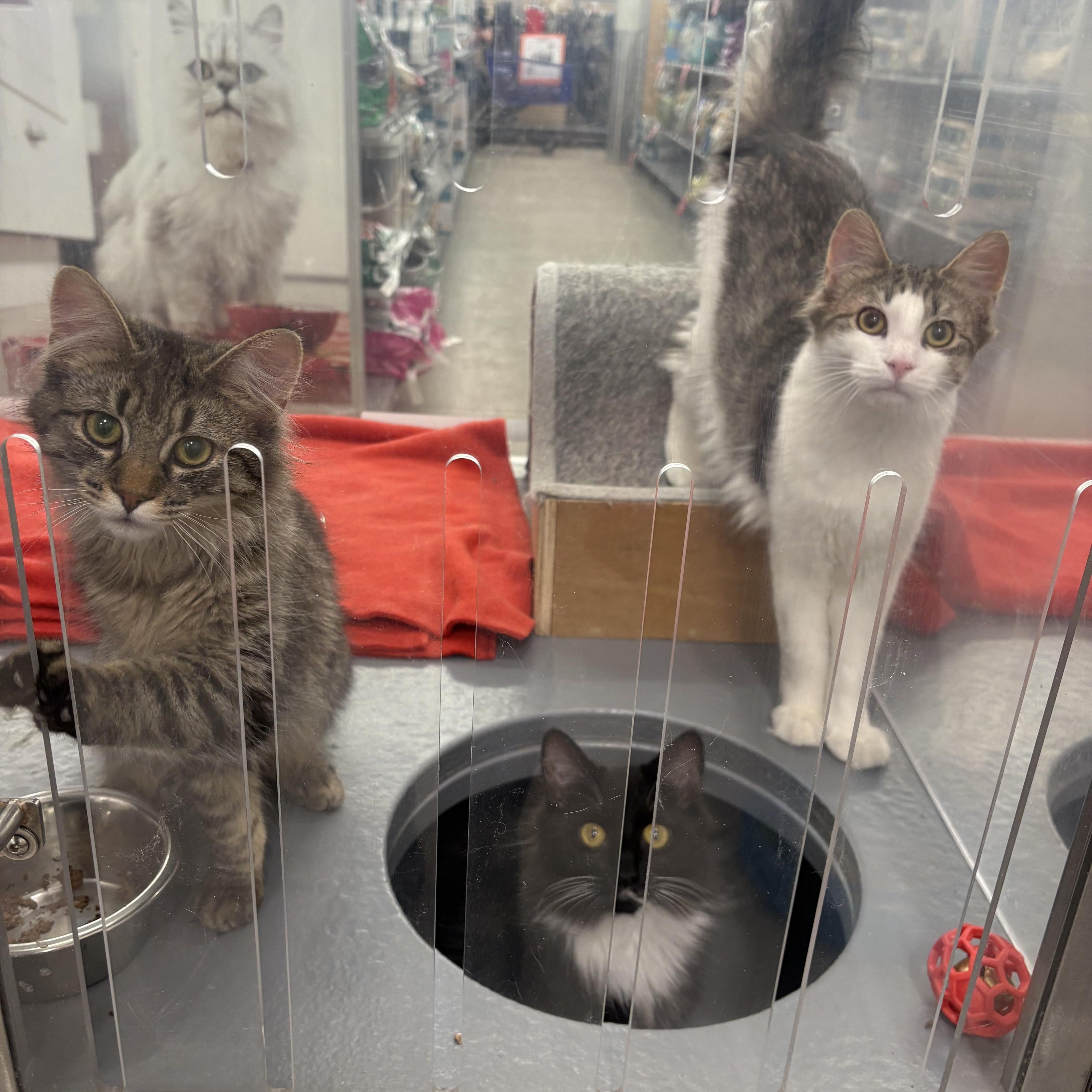 Enlarge Aria, a Adoptable Domestic Long Hair in Fredericton, NB image 3/6