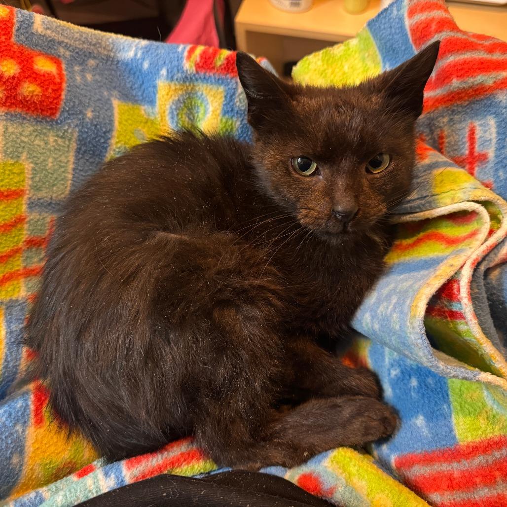 Enlarge Joe Brown, a Adoptable Domestic Short Hair in Oakton, VA image 1/1