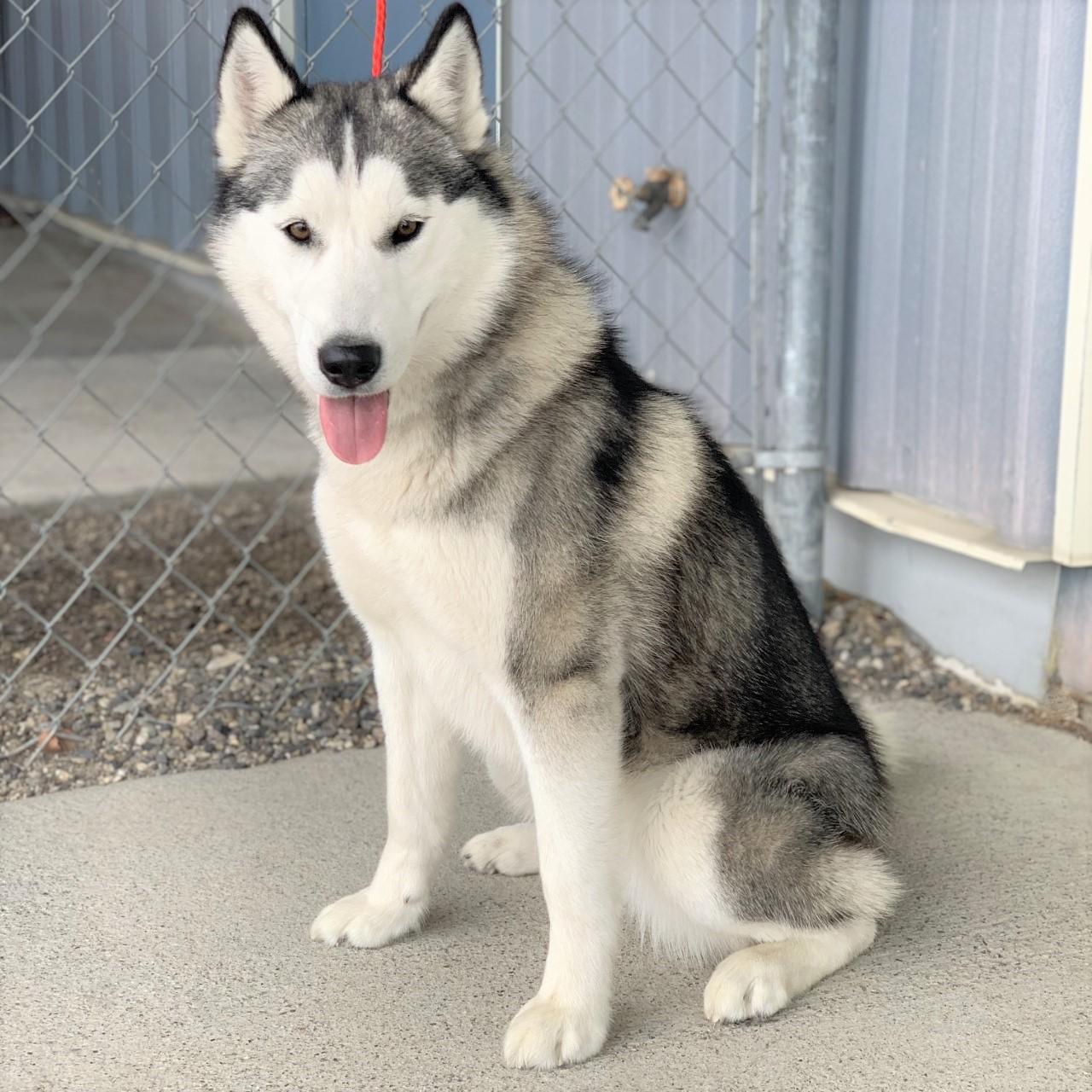 Luna / 51740215, Adoptable, Adult Female Husky.