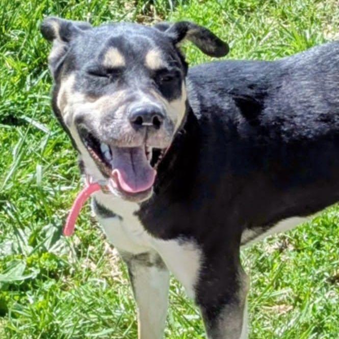 Enlarge Aubrey, a Adoptable Mixed Breed in Jeffersonville, IN image 1/3