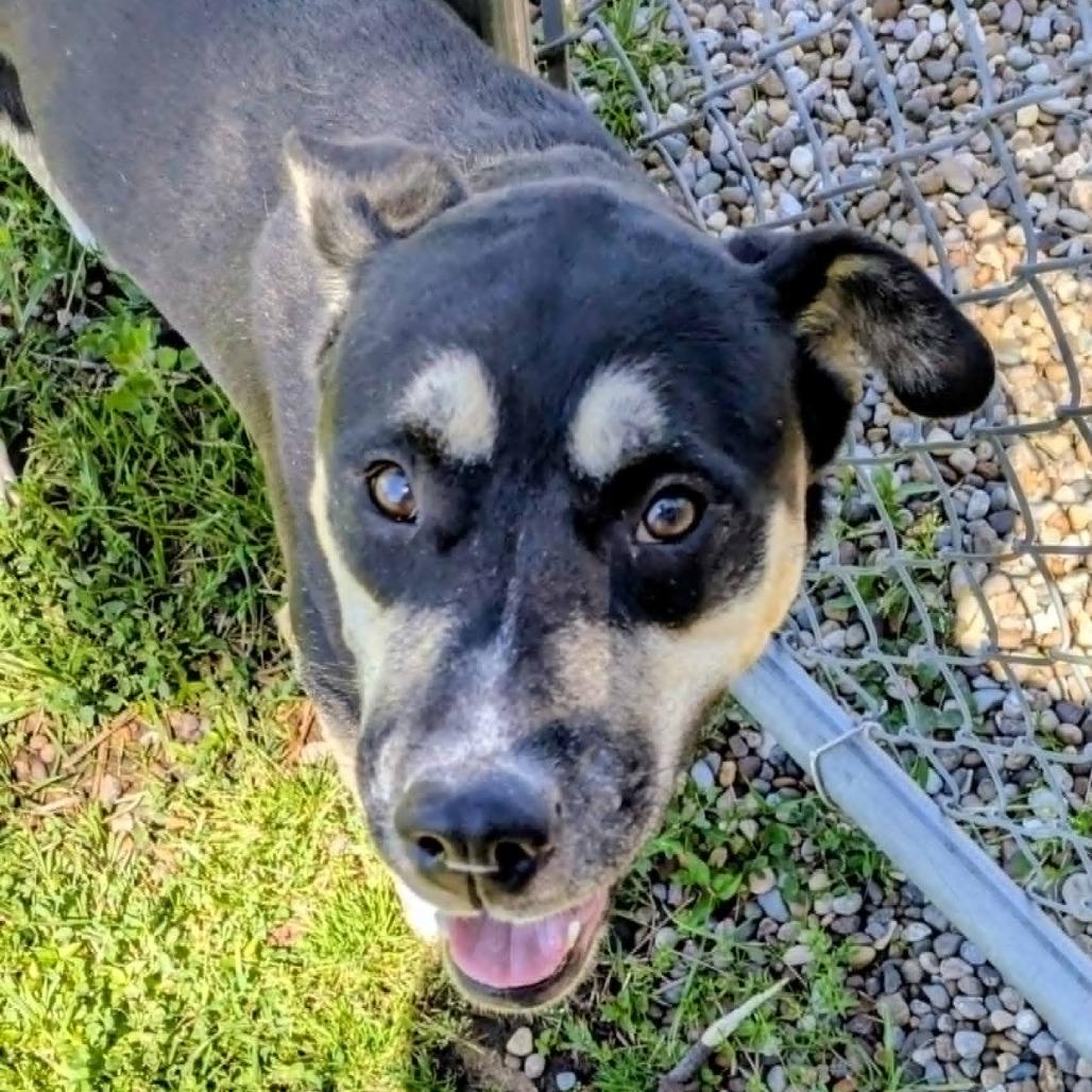 Enlarge Aubrey, a Adoptable Mixed Breed in Jeffersonville, IN image 2/3