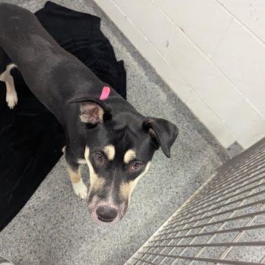 Enlarge Aubrey, a Adoptable Mixed Breed in Jeffersonville, IN image 3/3