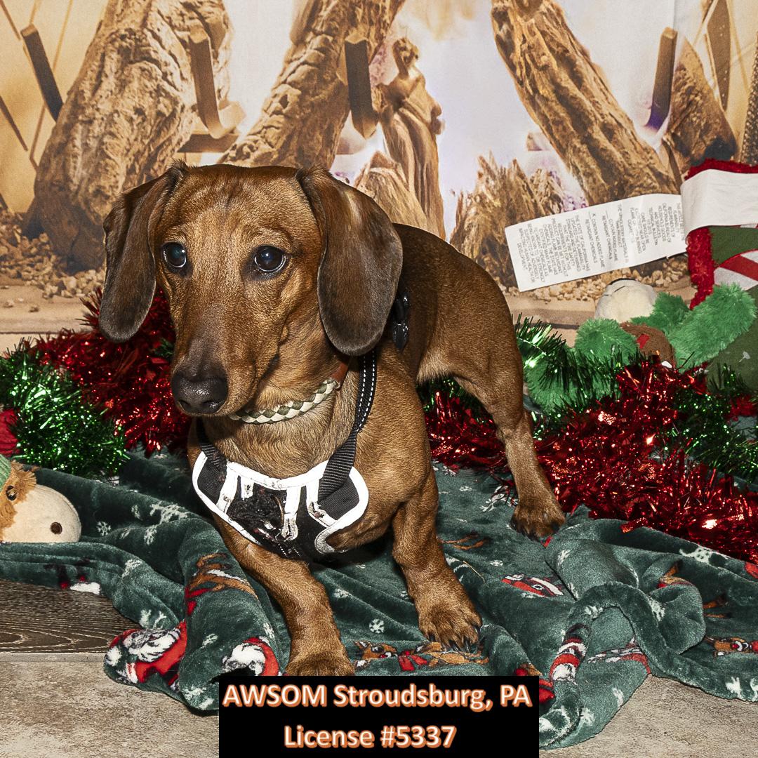 Whiskey, ADOPTABLE, Young Male Miniature Dachshund.