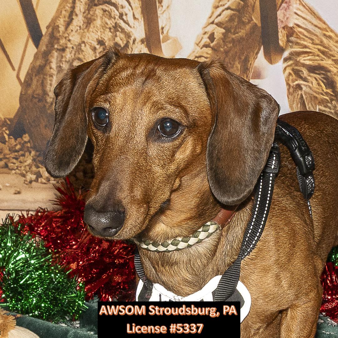 Whiskey, a ADOPTABLE mixed breed in Stroudsburg, PA image 2/2