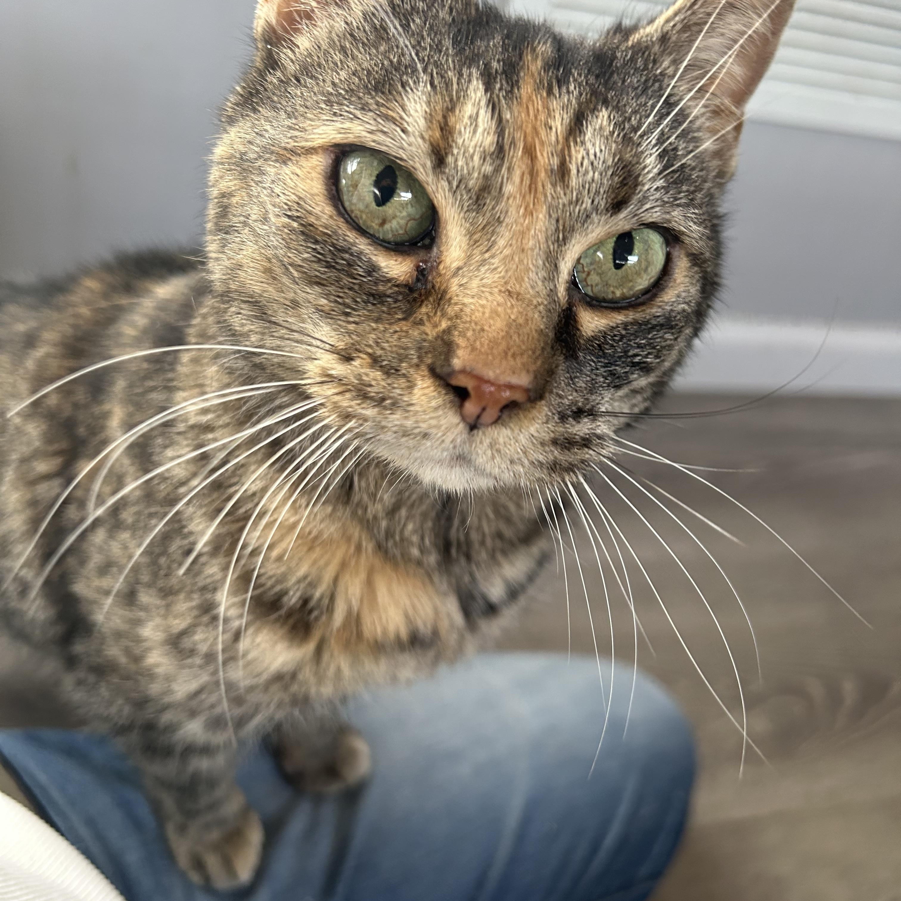 Cindy Lou, ADOPTABLE, Young Female Dilute Tortoiseshell.