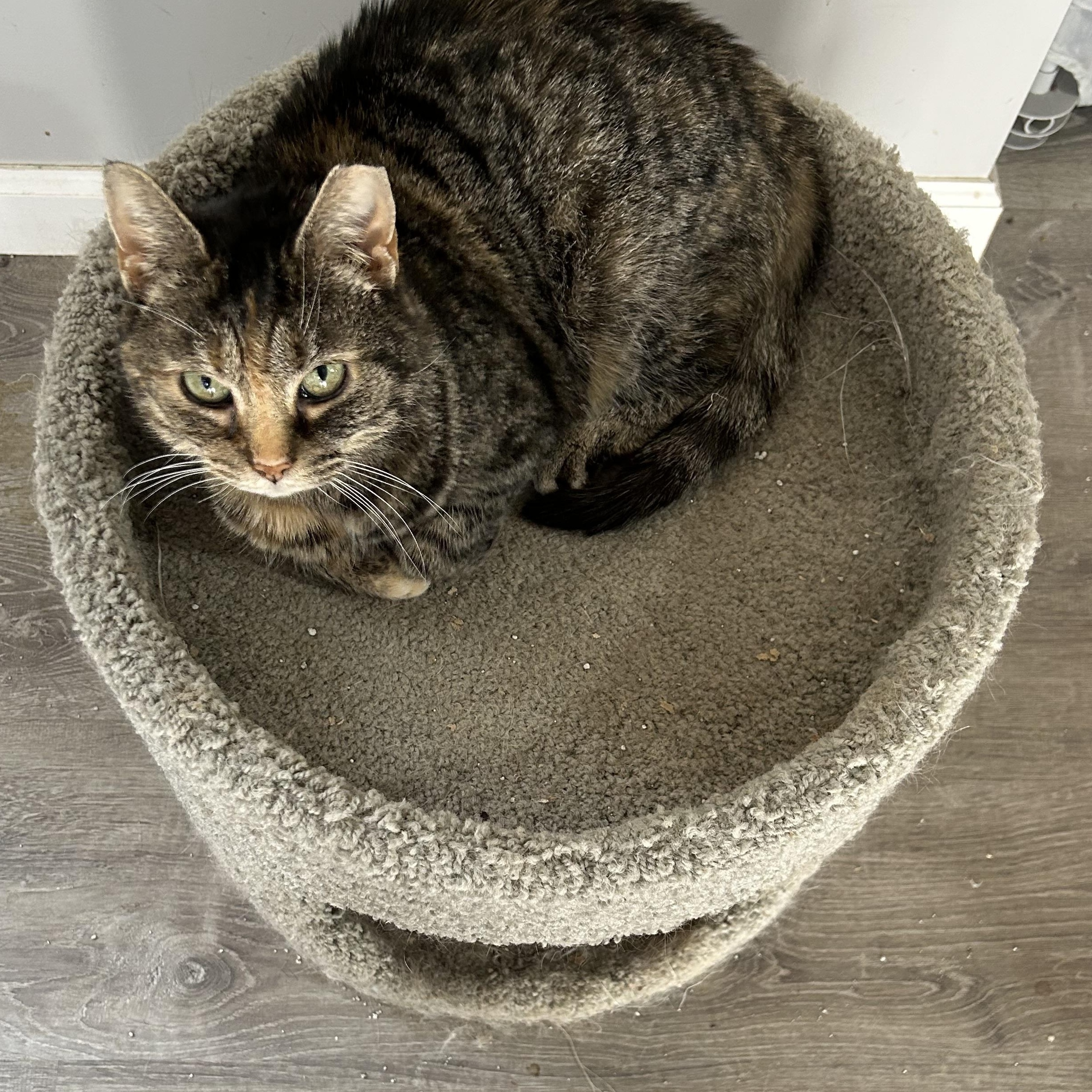 Enlarge Cindy Lou, a ADOPTABLE Dilute Tortoiseshell in Frederick, MD image 2/2