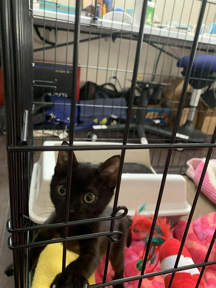 Enlarge Agnes, a Adoptable Domestic Short Hair in Gonzales, LA image 1/1