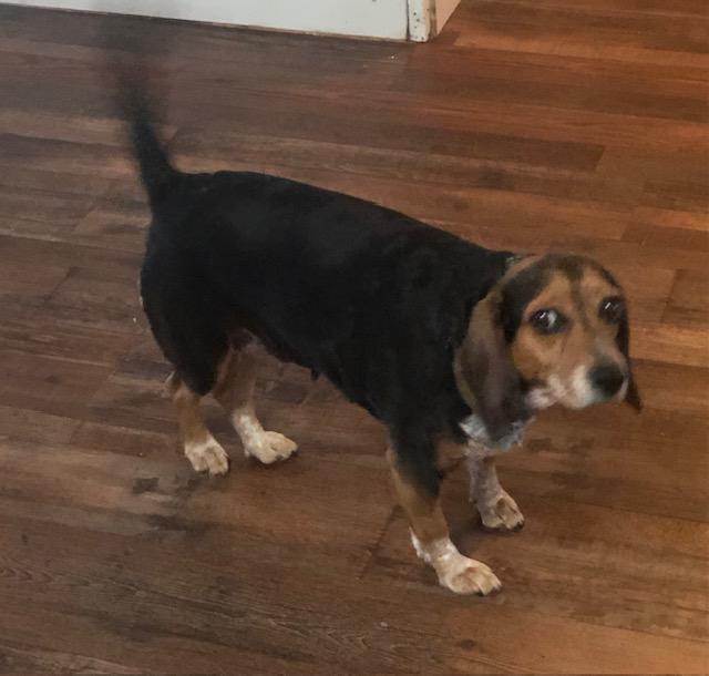 Lola, ADOPTABLE, Senior Female Beagle.