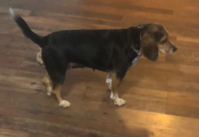 Enlarge Lola, a ADOPTABLE Beagle in Colleyville, TX image 2/2