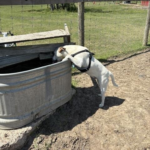 Leo, a Adoptable mixed breed in Coupeville, WA image 3/5