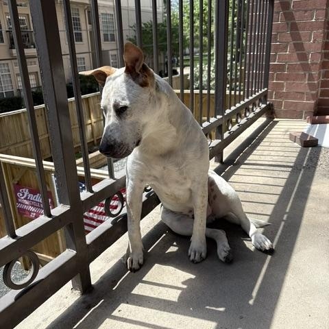 Leo, a Adoptable mixed breed in Coupeville, WA image 4/5