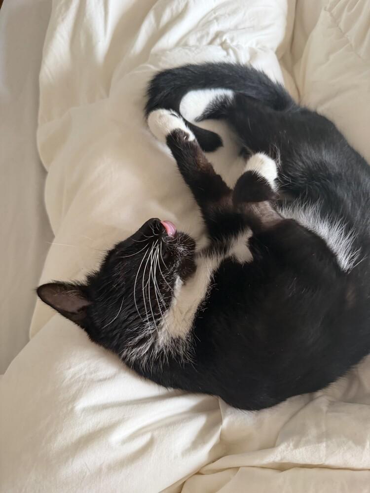 Blueberry, Adoptable, Young Female Domestic Short Hair.