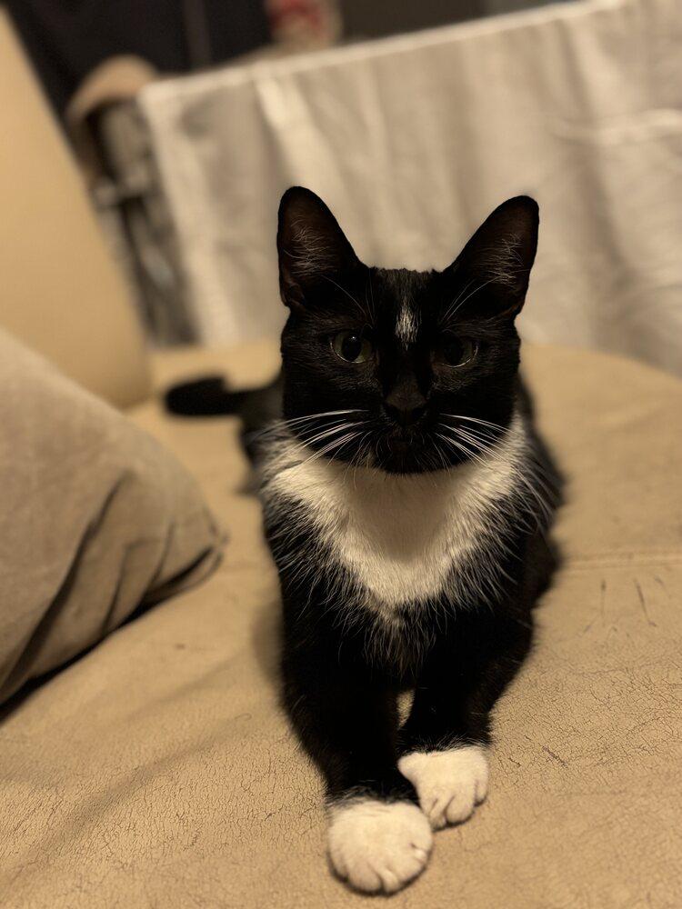 Enlarge Blueberry, a Adoptable mixed breed in New York, NY image 2/6