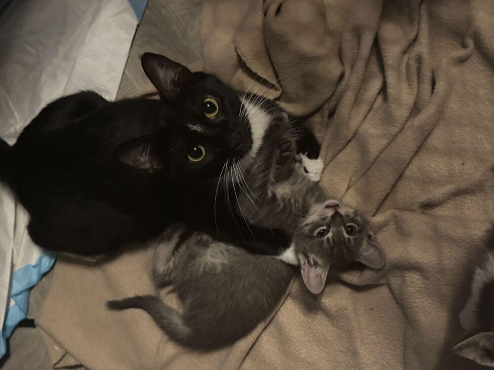 Enlarge Blueberry, a Adoptable mixed breed in New York, NY image 3/6