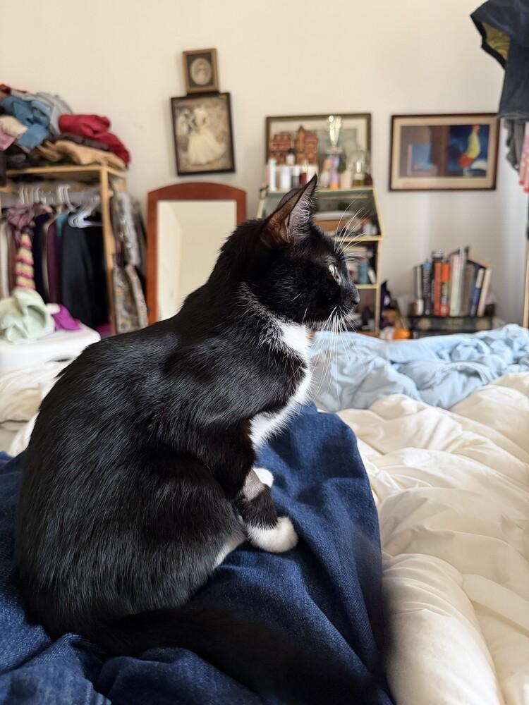 Enlarge Blueberry, a Adoptable mixed breed in New York, NY image 4/6