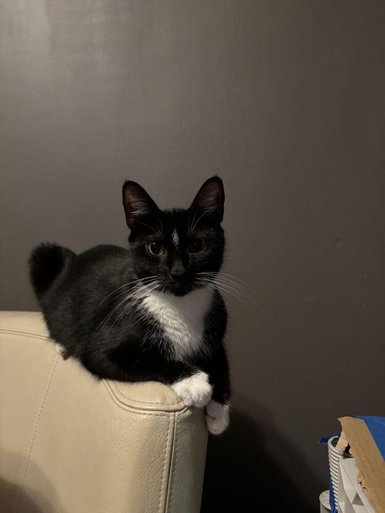 Enlarge Blueberry, a Adoptable mixed breed in New York, NY image 5/6