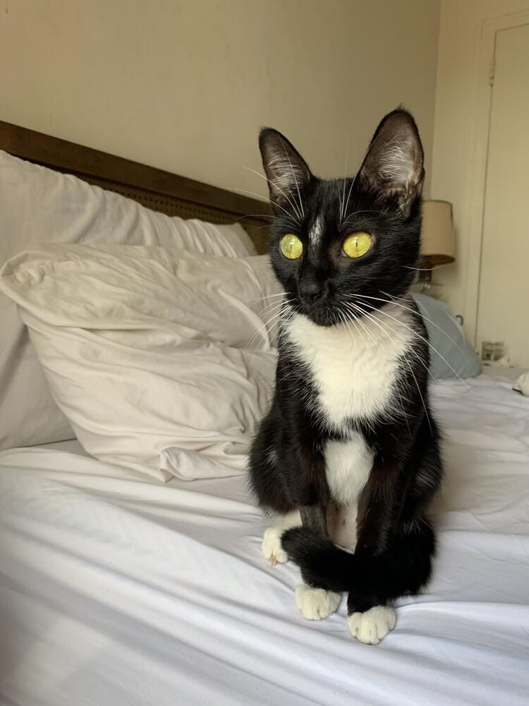 Enlarge Blueberry, a Adoptable mixed breed in New York, NY image 6/6