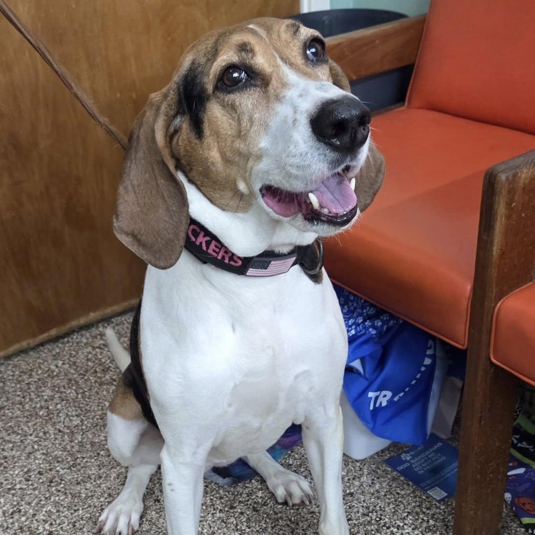 Snickers, Adoptable, Adult Female Coonhound.