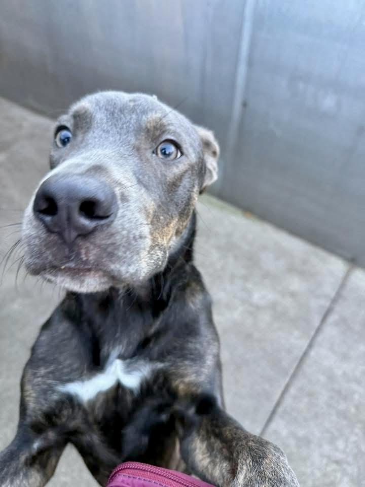 Enlarge Nutty Buddy, a ADOPTABLE Pit Bull Terrier in Chicago, IL image 2/4