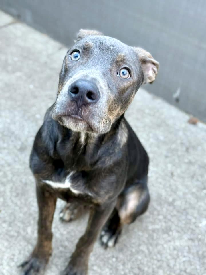 Enlarge Nutty Buddy, a ADOPTABLE Pit Bull Terrier in Chicago, IL image 3/4