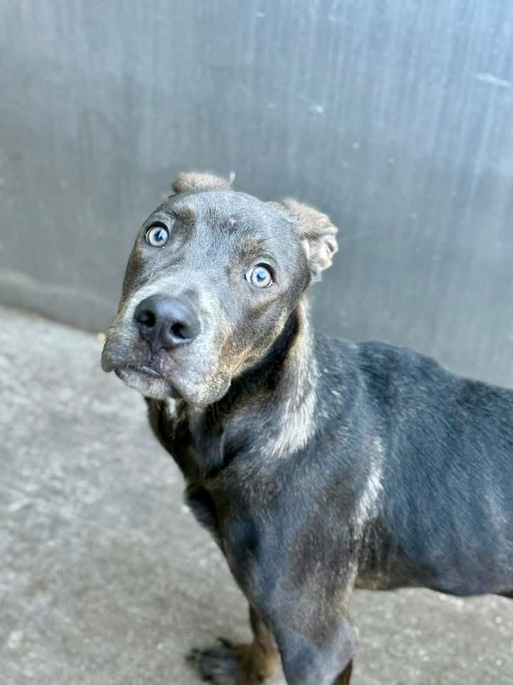 Enlarge Nutty Buddy, a ADOPTABLE Pit Bull Terrier in Chicago, IL image 4/4